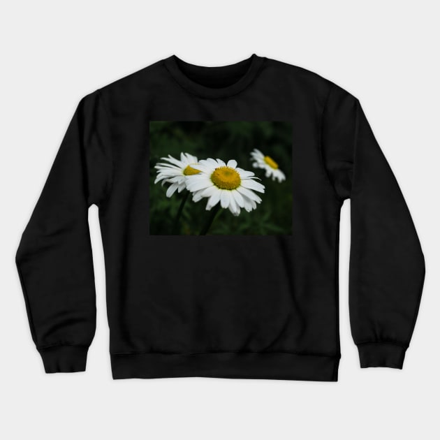 Daisies in bloom Crewneck Sweatshirt by CanadianWild418